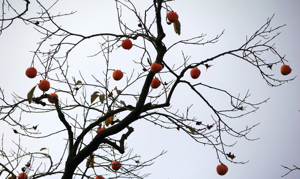 金秋紅柿