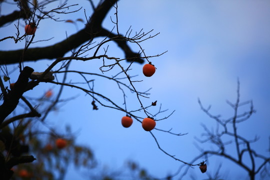 金秋紅柿