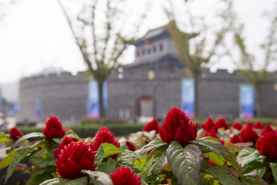 鮮花  古城
