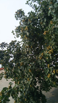 山楂樹