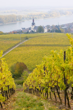 奧本海姆；Rheingau；德國