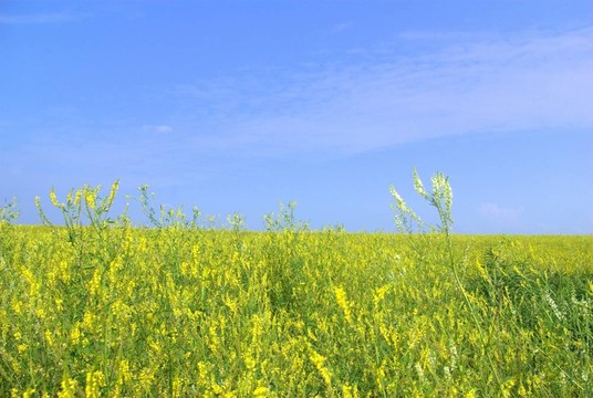 油菜田