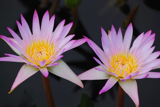 水百合
