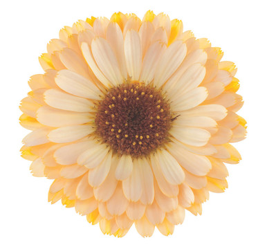 金盞花