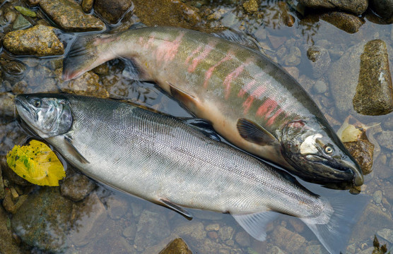兩鮭魚6