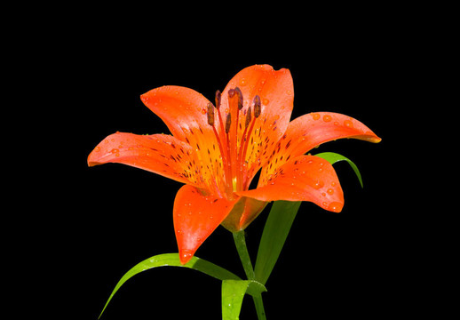 莉莉（Lilium pensylvanicum）32