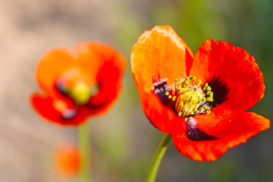野生紅罌粟花在克里米亞拍攝的