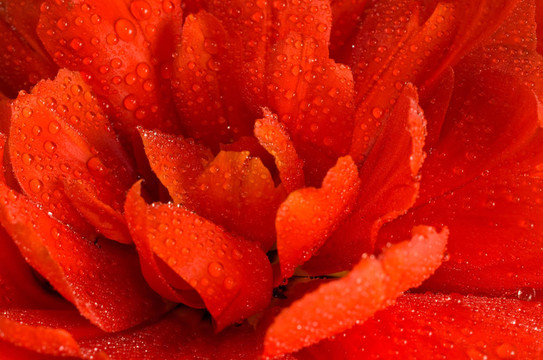 紅郁金香花蕾與水滴的特寫