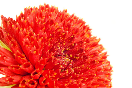 紅色喬治娜花的宏