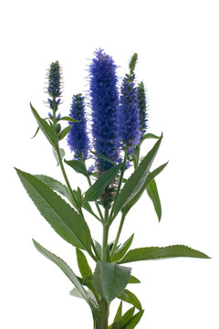 維羅妮卡花穗