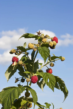 Raspberry bush與藍(lán)天