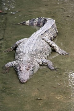 鱷魚