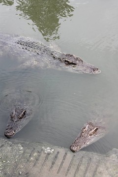 鱷魚