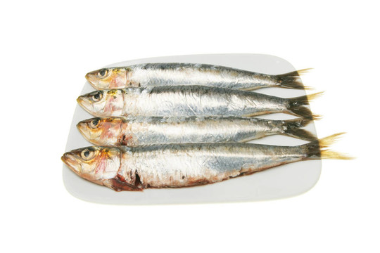 在一片沙丁油魚