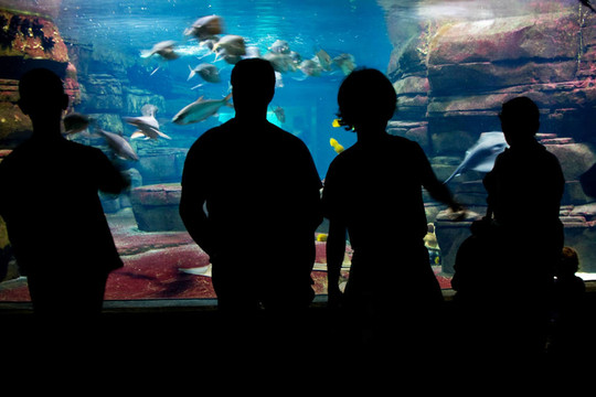 人們觀看水族館
