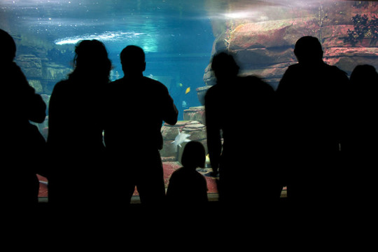 人們觀(guān)看水族館