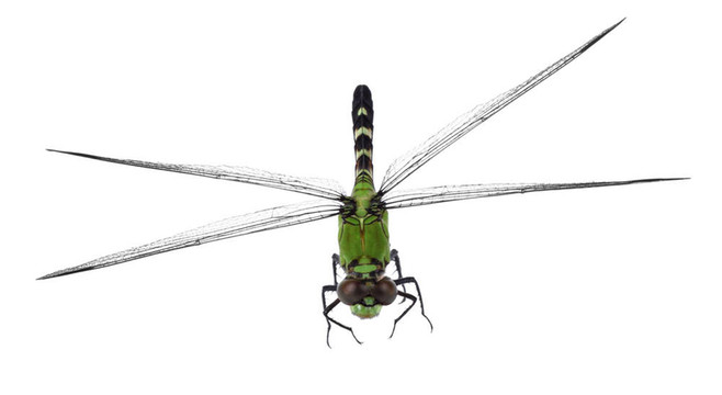 東方pondhawk蜻蜓；Erythemis simplicicollis