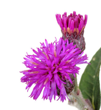 鮑德溫的斑鳩菊；弗農(nóng)尼亞baldwinii