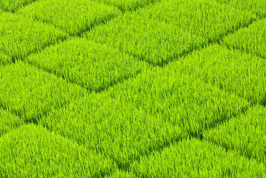 柔軟的和新鮮的草廣場