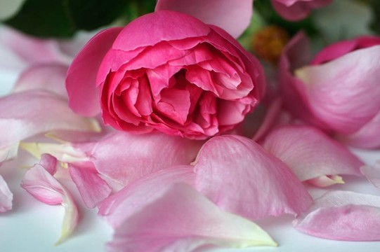 玫瑰的花瓣