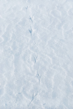 雪地上的鳥腳印