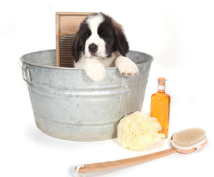 在一個洗澡盆Saint Bernard Puppy