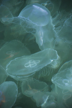 水母
