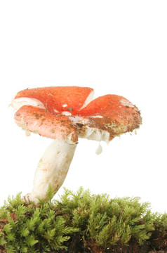 紅傘菌的肖像