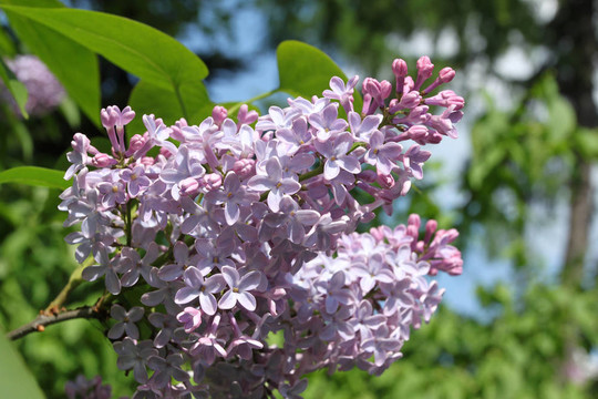 丁香花
