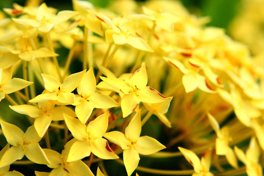黃色的花
