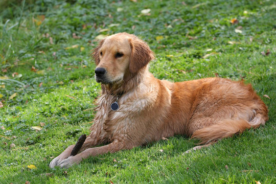 金毛獵犬