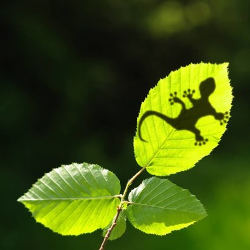 綠色叢林葉和壁虎