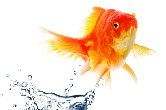 金魚