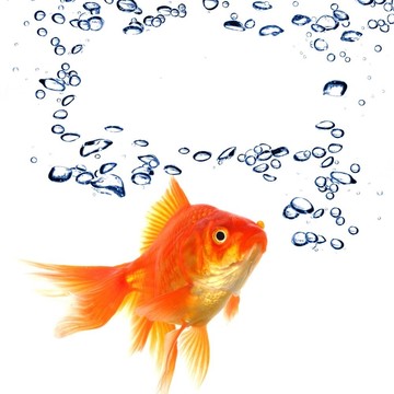 金魚(yú)和分隔開(kāi)的