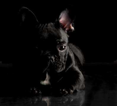 法國斗牛犬