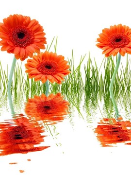 花
