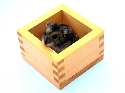 倉(cāng)鼠在盒子里