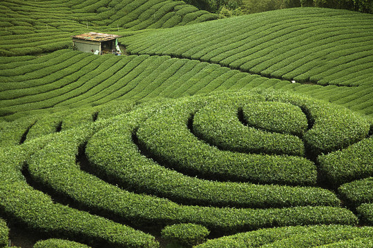 八卦茶園中的臺灣