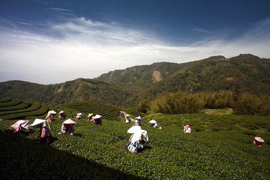 八卦茶園中的臺灣