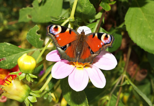buttrerfly紫色花
