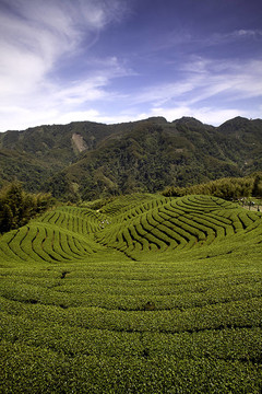 八卦茶園中的臺(tái)灣