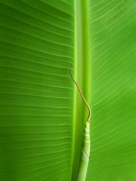 香蕉葉