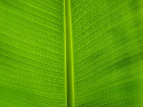 香蕉葉