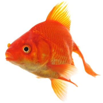 金魚(yú)