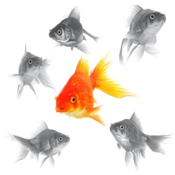 金魚(yú)