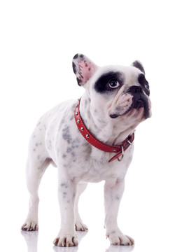 好奇的法國斗牛犬