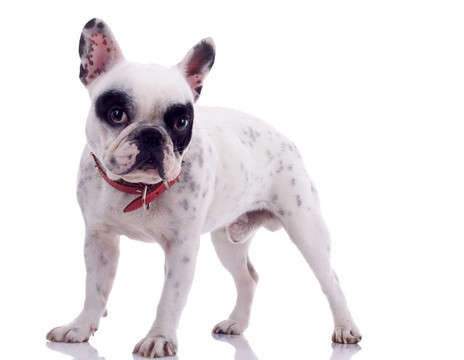 法國(guó)斗牛犬