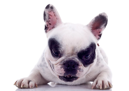 法國斗牛犬