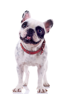 法國(guó)斗牛犬看好奇