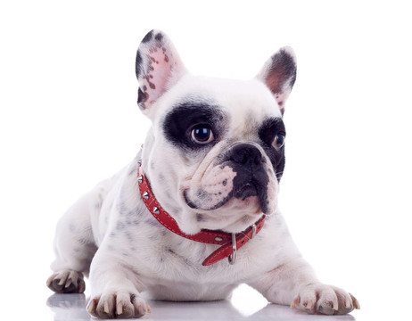 坐在法國斗牛犬